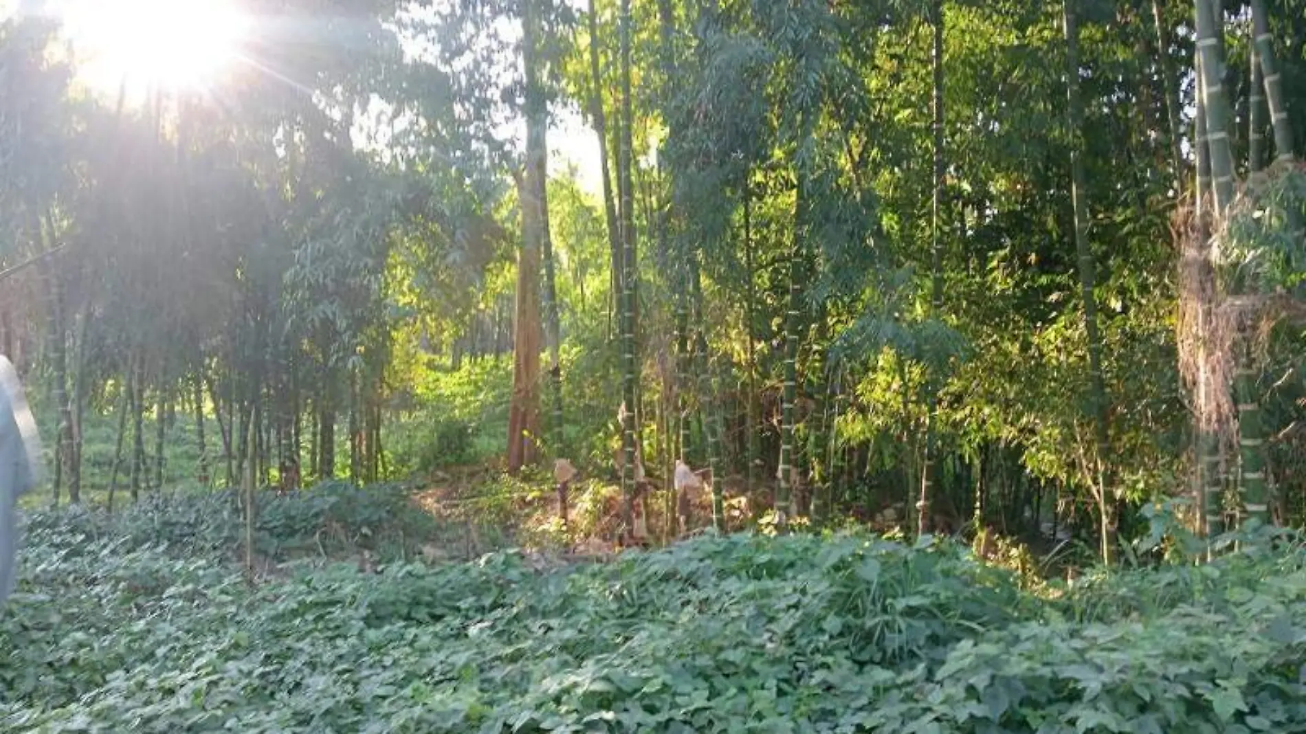 plantación de bambú